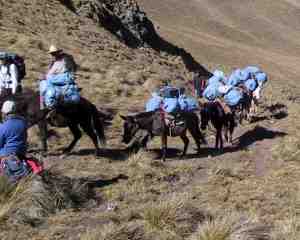 Horses with
Baggage