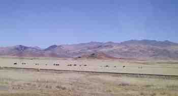 A herd of cattle on the altiplano.