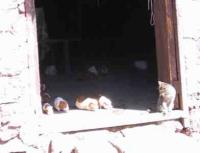 Caretakers cat and Guinea pigs